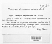 Uromyces phyteumatum image